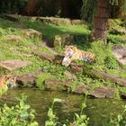 Sibirischer Tieger, auch Amurtiger, gelangweilt im Zoo Münster