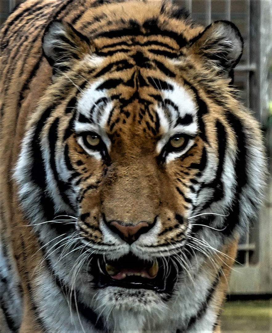 Sibirischer Tiger (02)