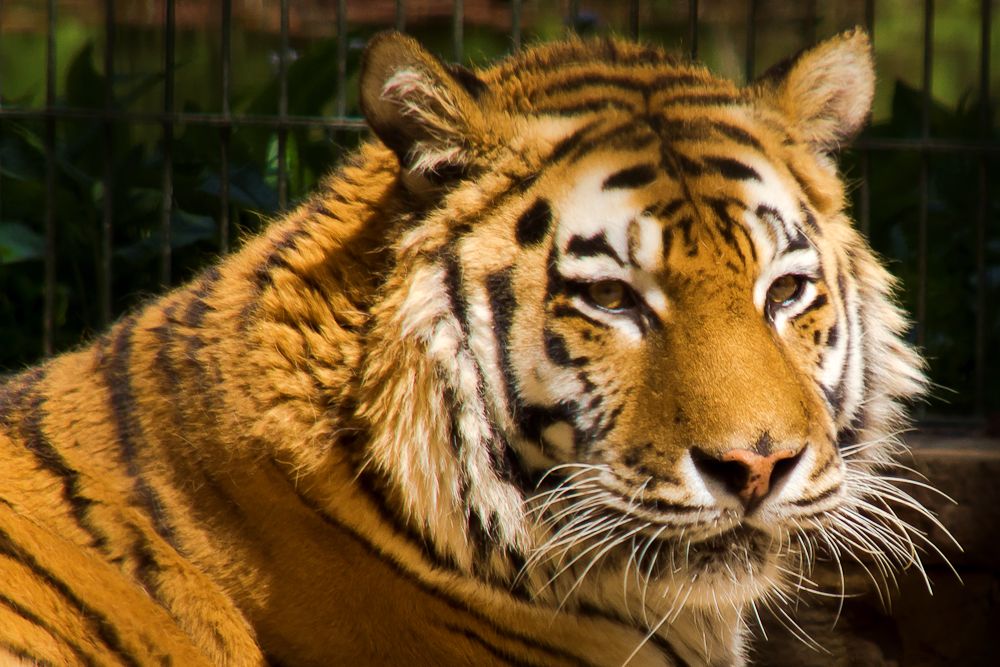 Sibirischer-Tiger von Säubrenner