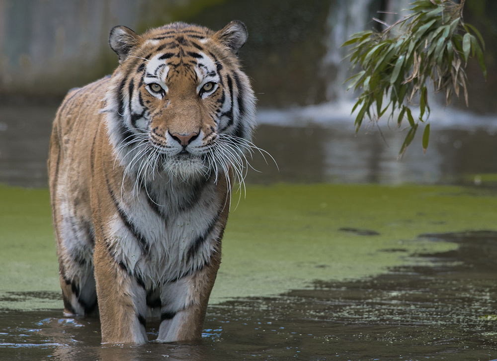 sibirischer Tiger