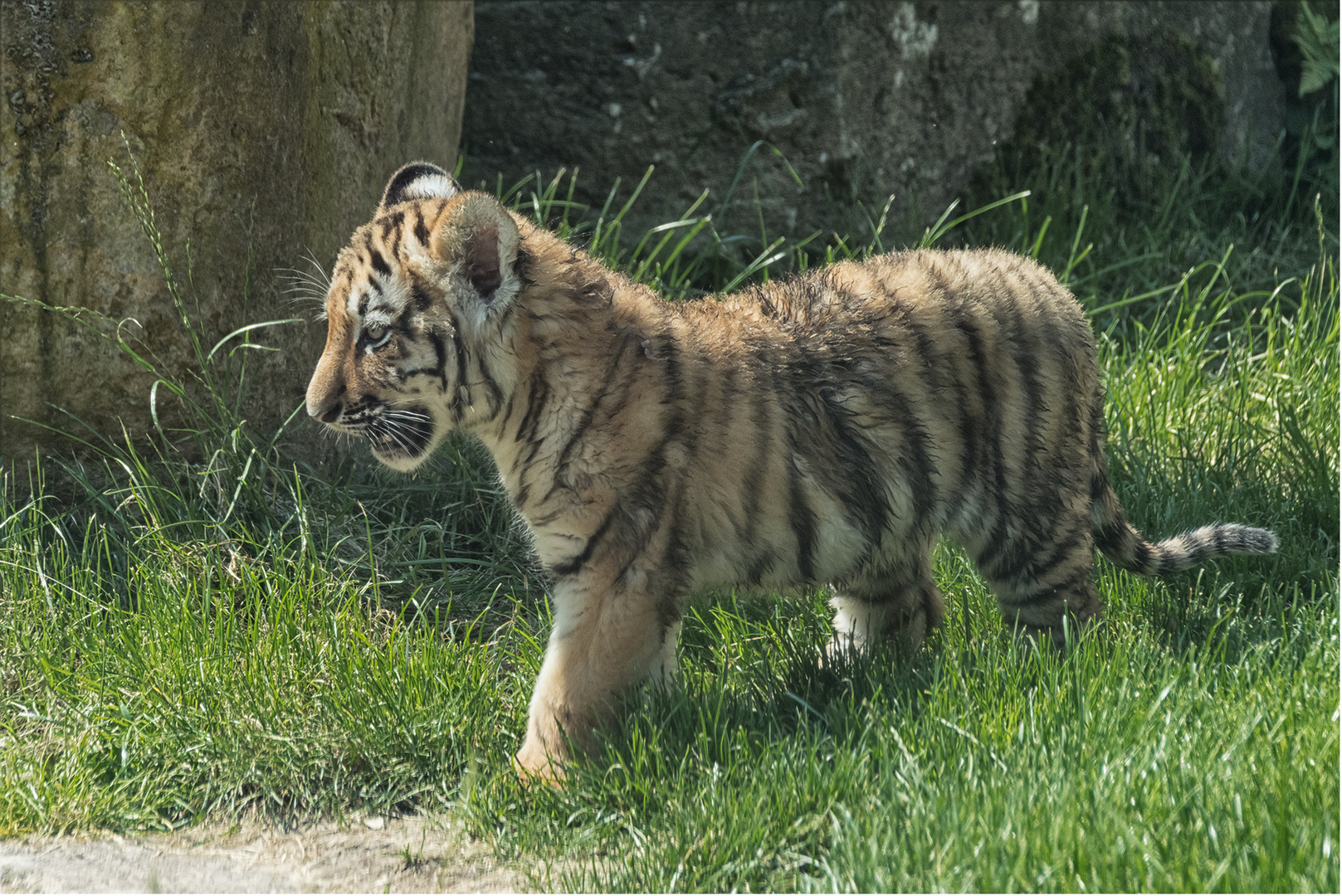 Sibirischer Tiger.....