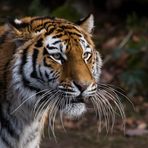 Sibirischer Tiger 2