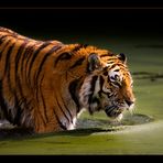 Sibirischer Tiger 2