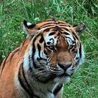 Sibirischer Tiger (2) -Neuwieder Zoo-