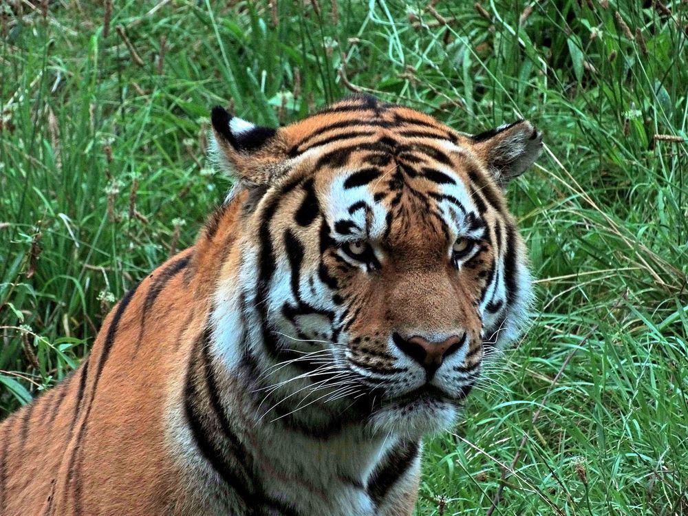 Sibirischer Tiger (2) -Neuwieder Zoo-