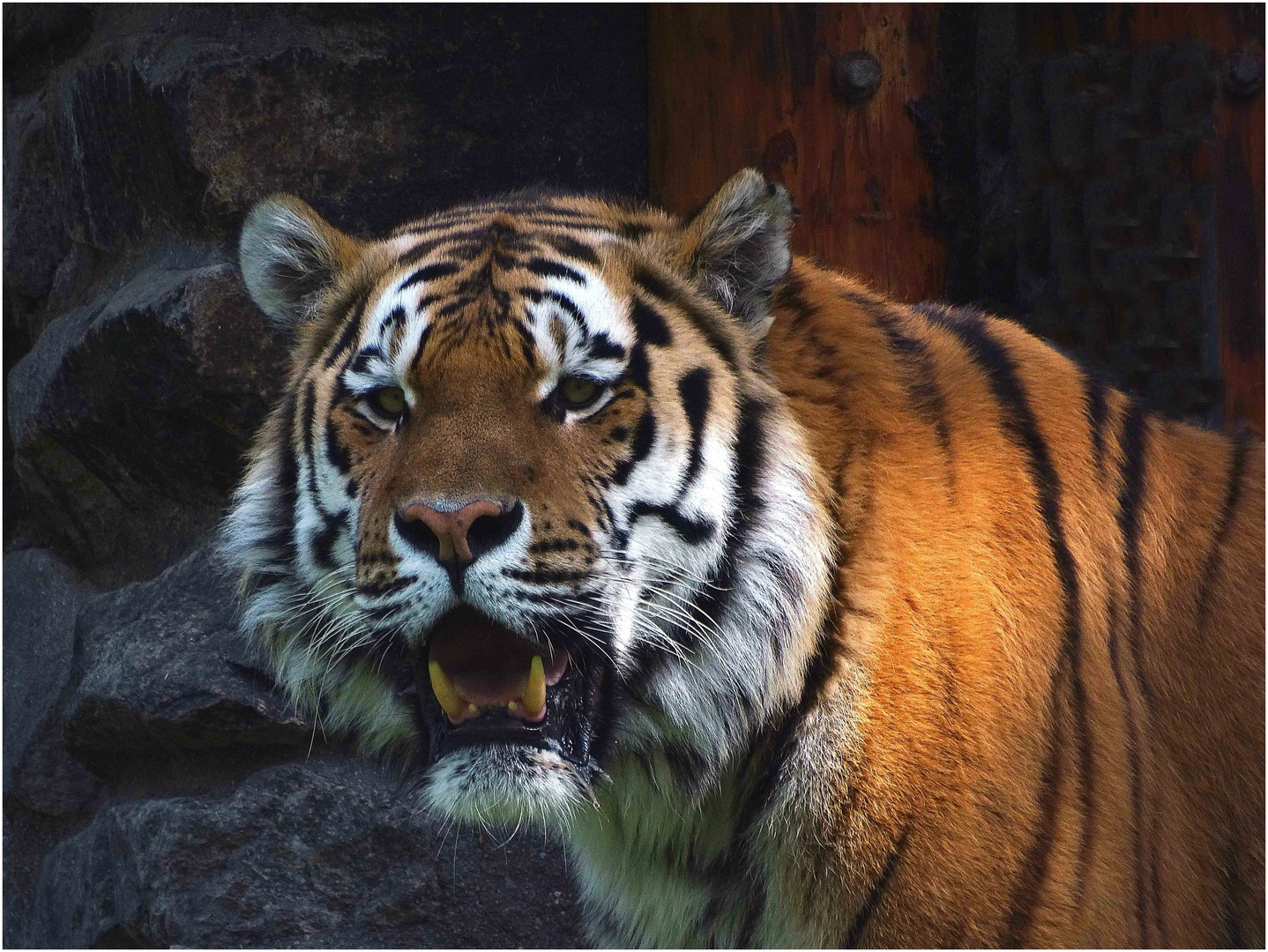 Sibirischer Tiger (2) -ZOO NEUWIED-