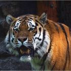 Sibirischer Tiger (2) -ZOO NEUWIED-