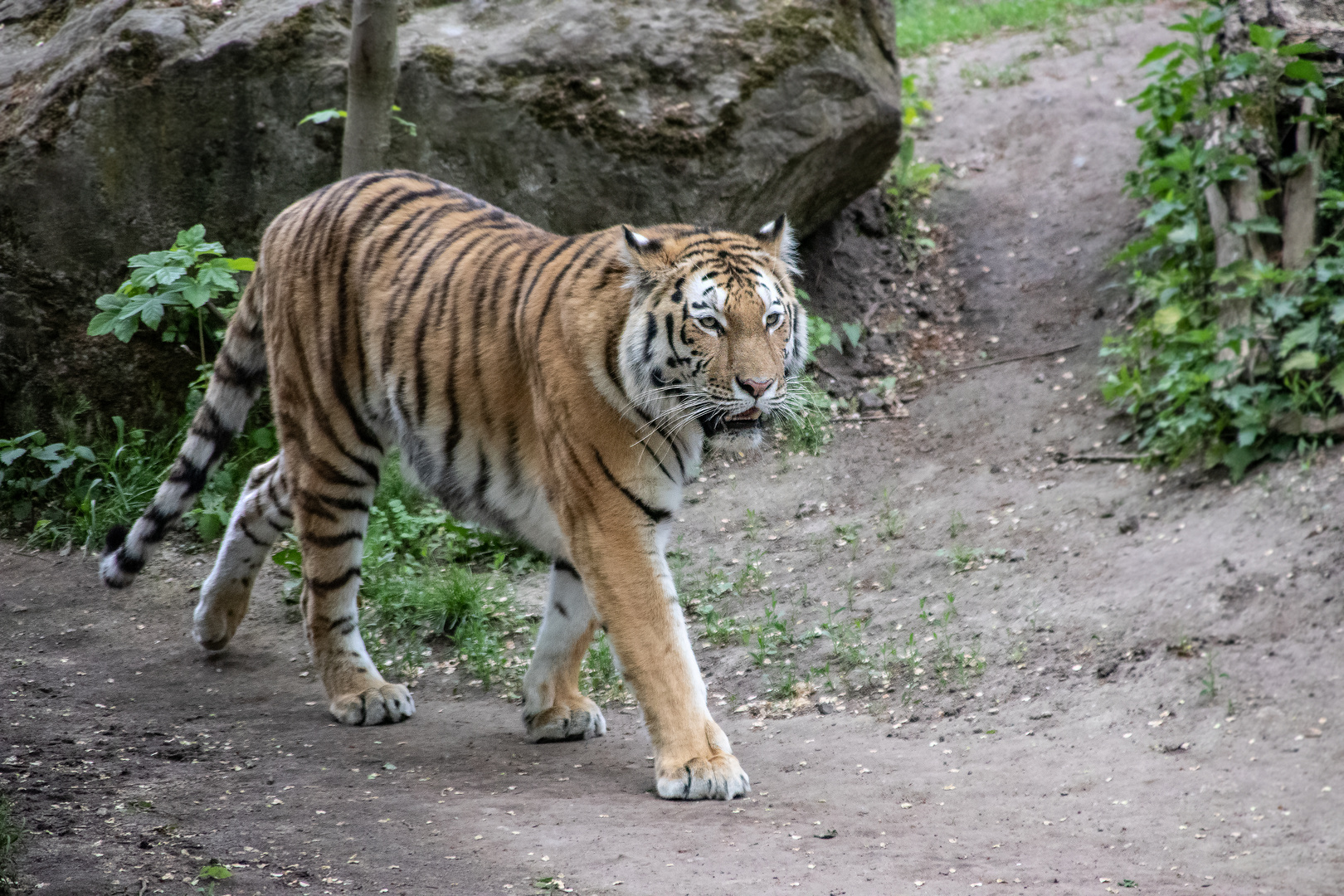 Sibirischer Tiger