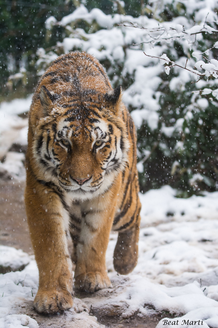 Sibirischer Tiger