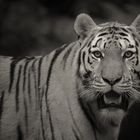 ...Sibirischer Tiger...
