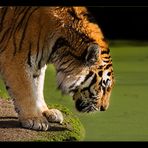 Sibirischer Tiger 3