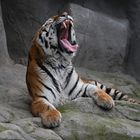 Sibirischer Tiger 