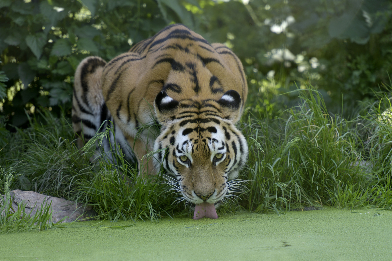 Sibirischer Tiger