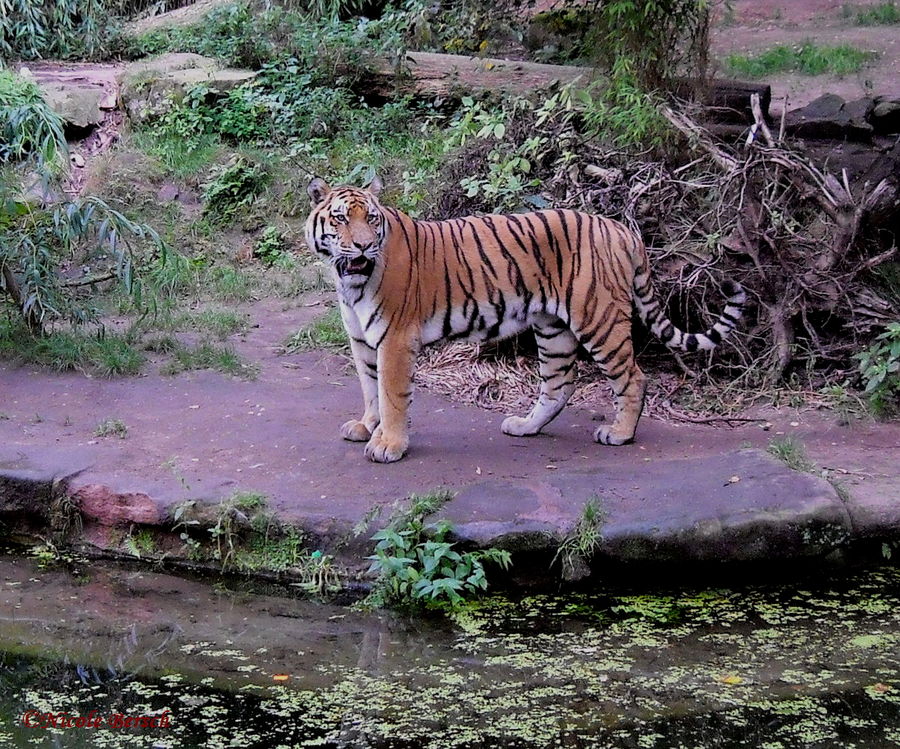 Sibirischer Tiger