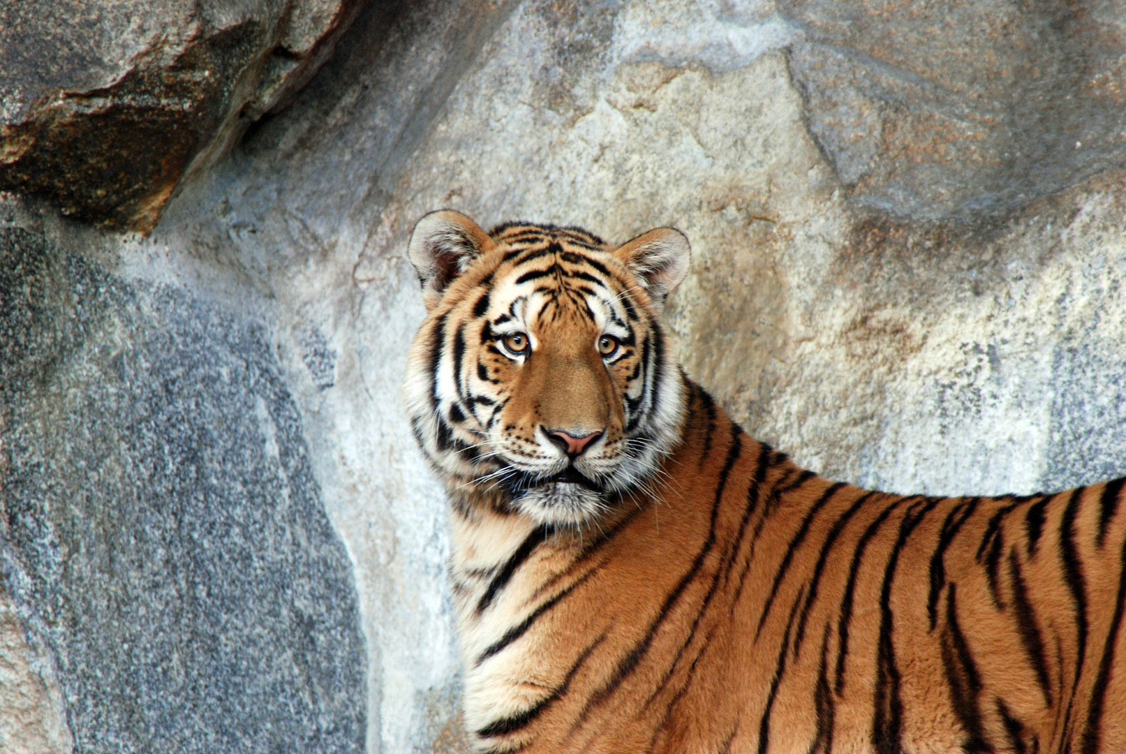 Sibirischer Tiger