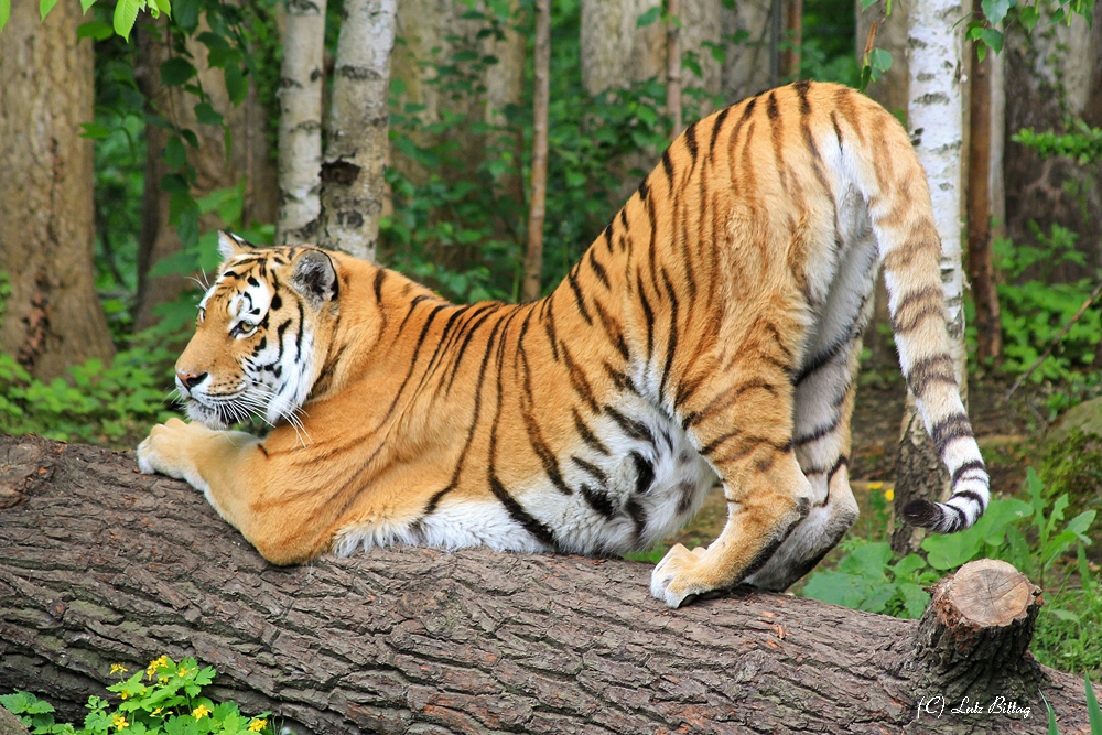 Sibirischer Tiger