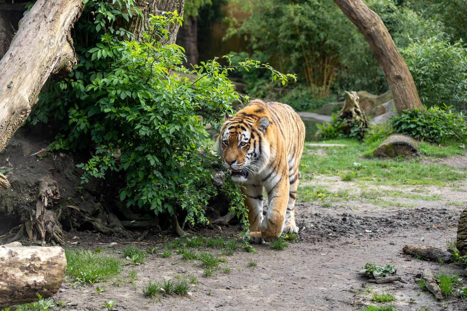 Sibirischer Tiger