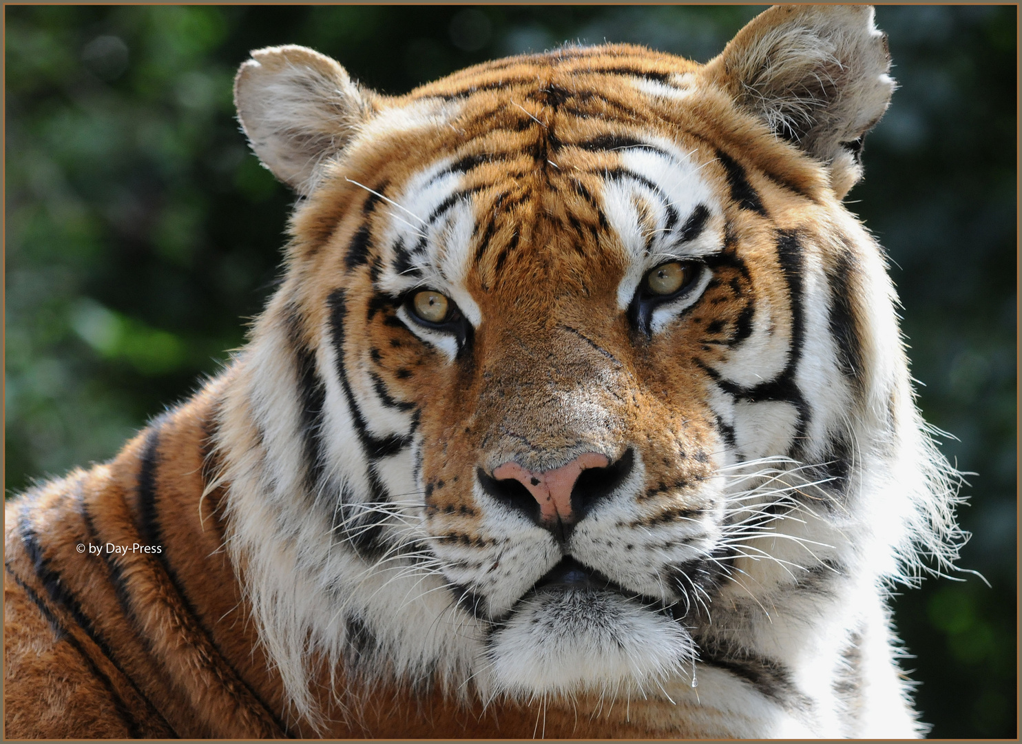 Sibirischer Tiger.. Foto & Bild | tiere, zoo, wildpark & falknerei