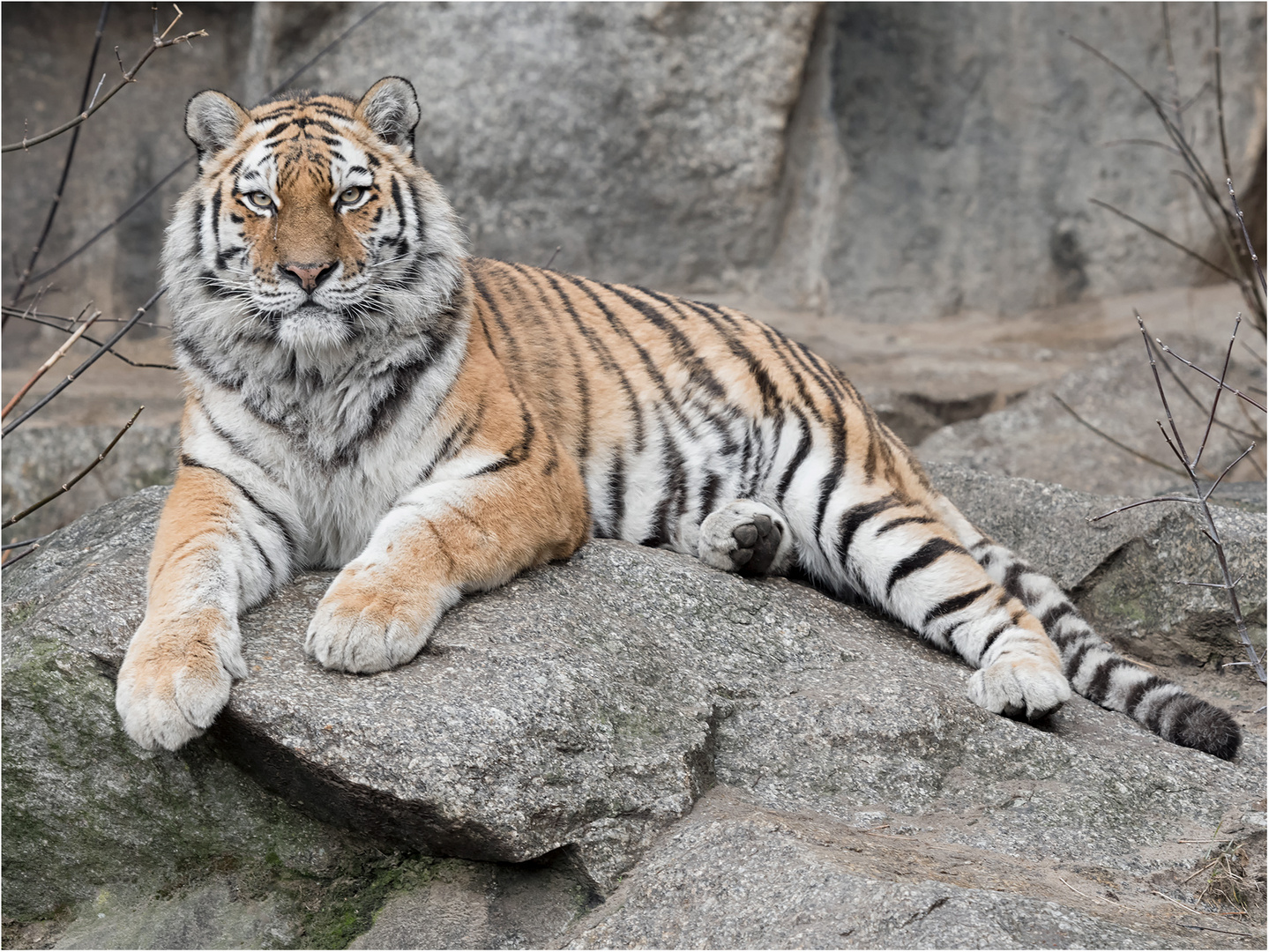 Sibirischer Tiger Foto & Bild | tiger Bilder auf fotocommunity
