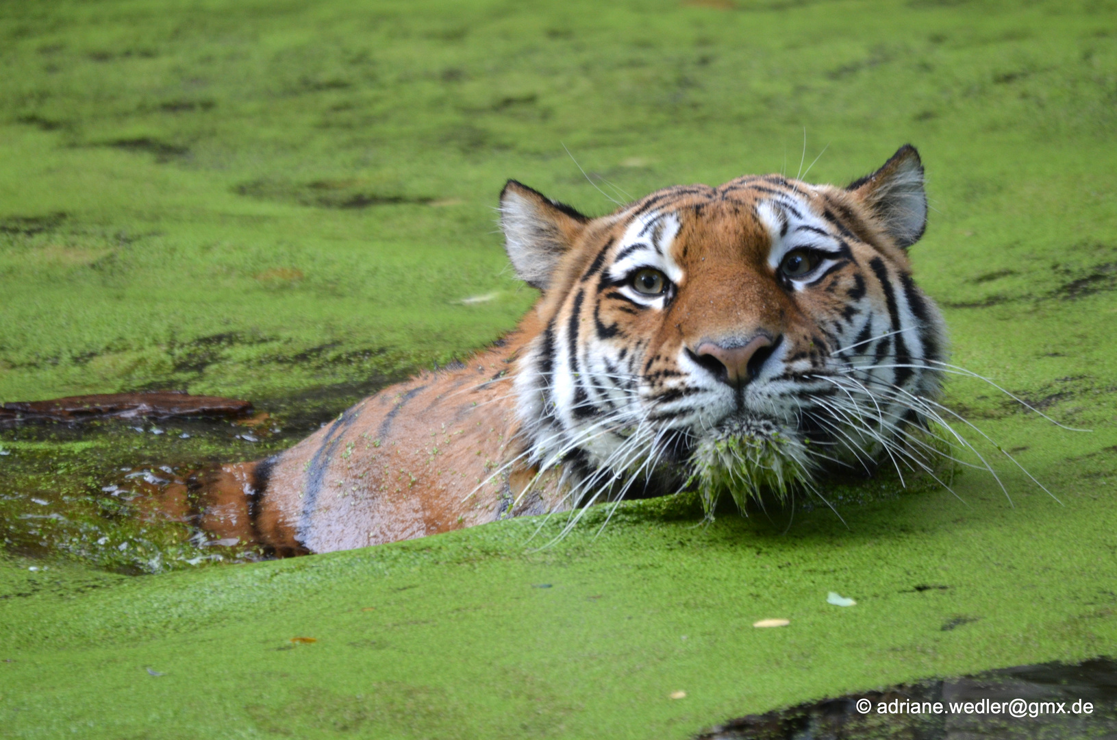 Sibirischer Tiger