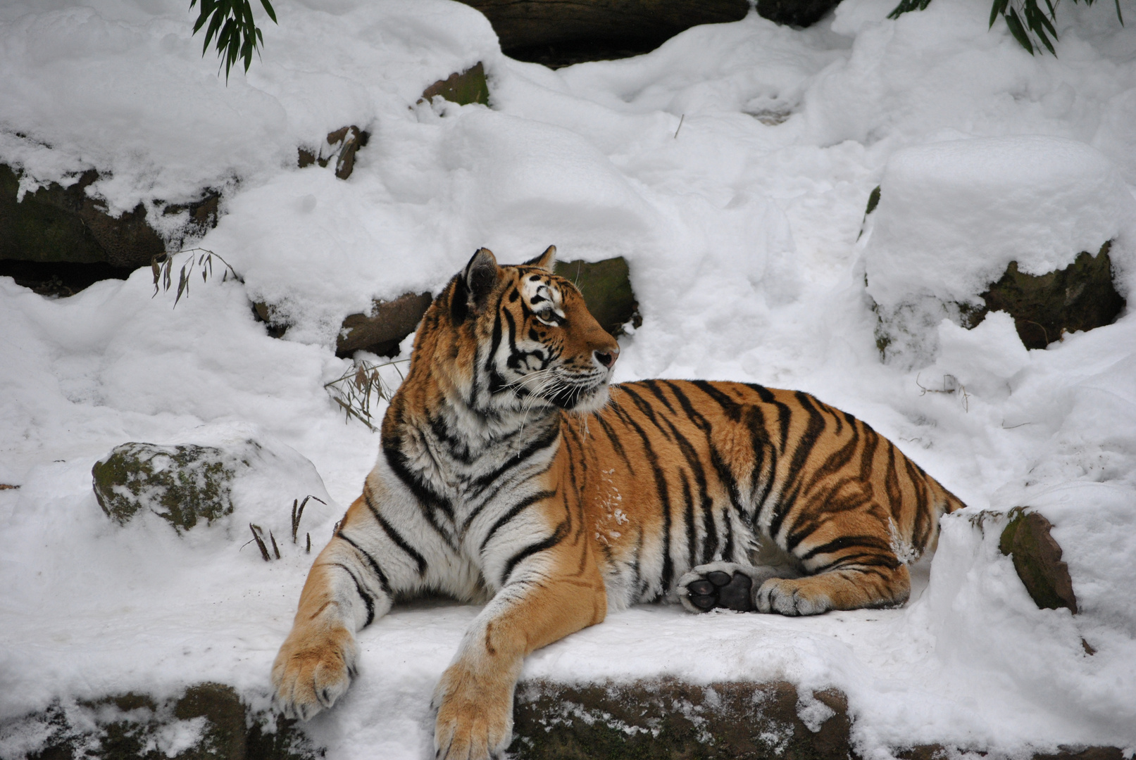 Sibirischer Tiger