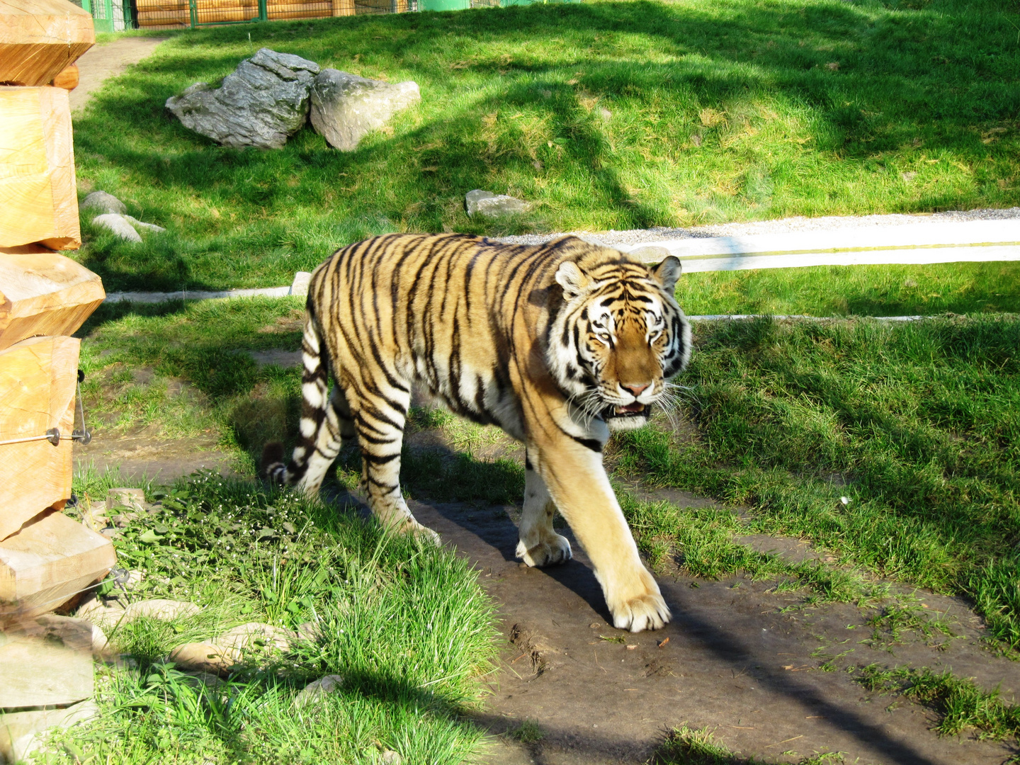 Sibirischer Tiger