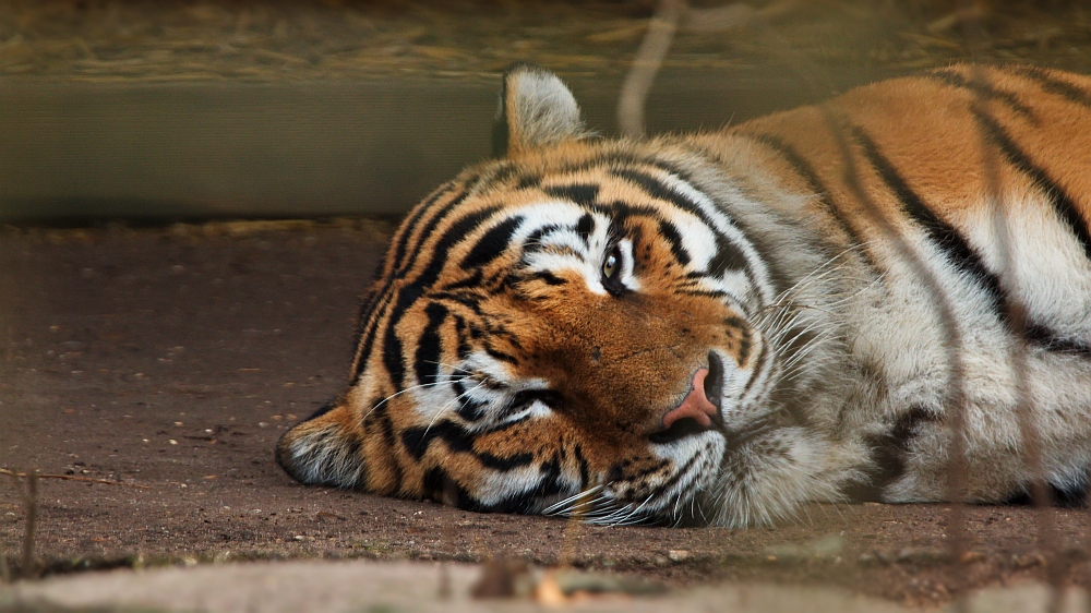 Sibirischer Tiger .....