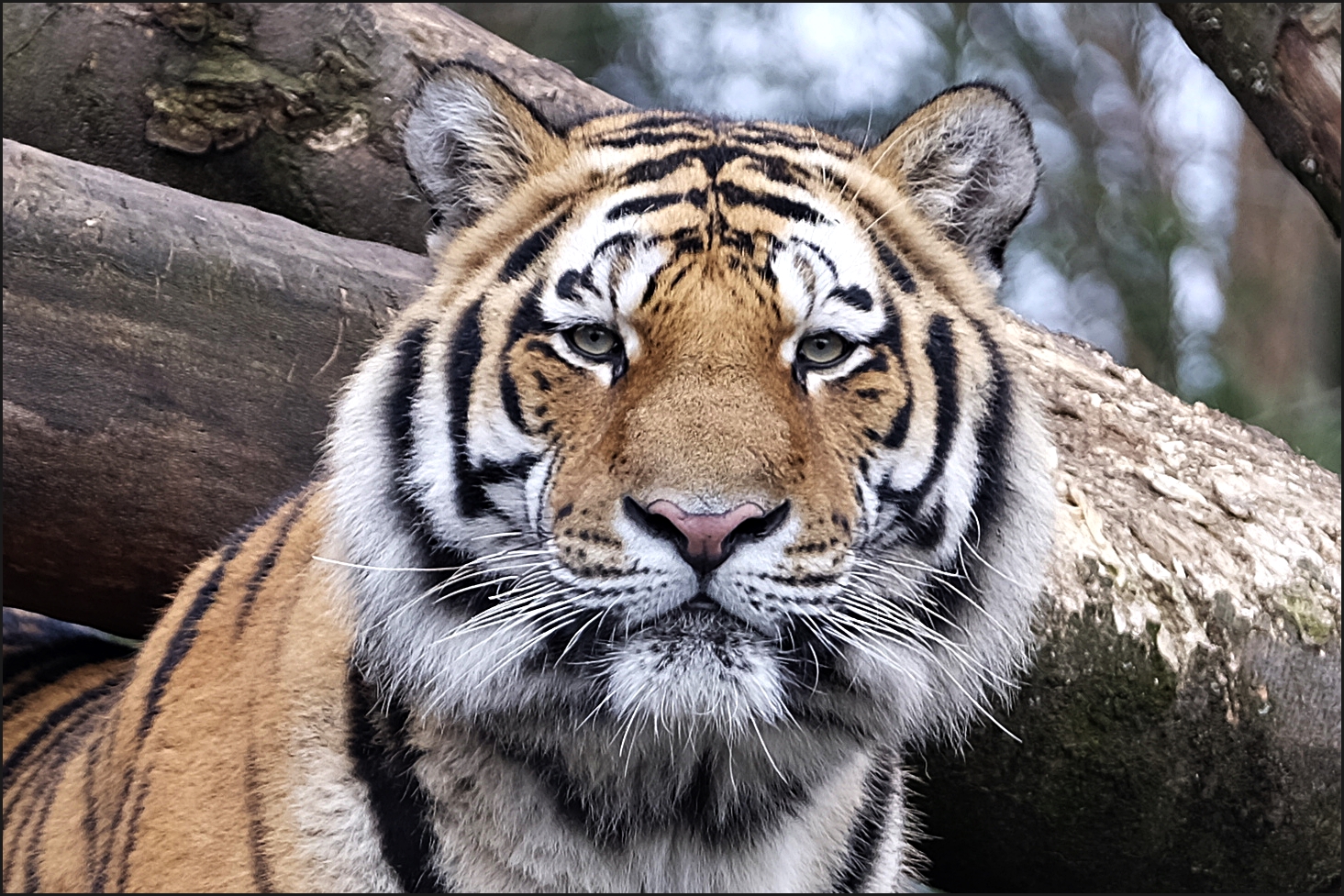Sibirischer Tiger Foto & Bild | tiere, hamburg, zoo Bilder auf ...