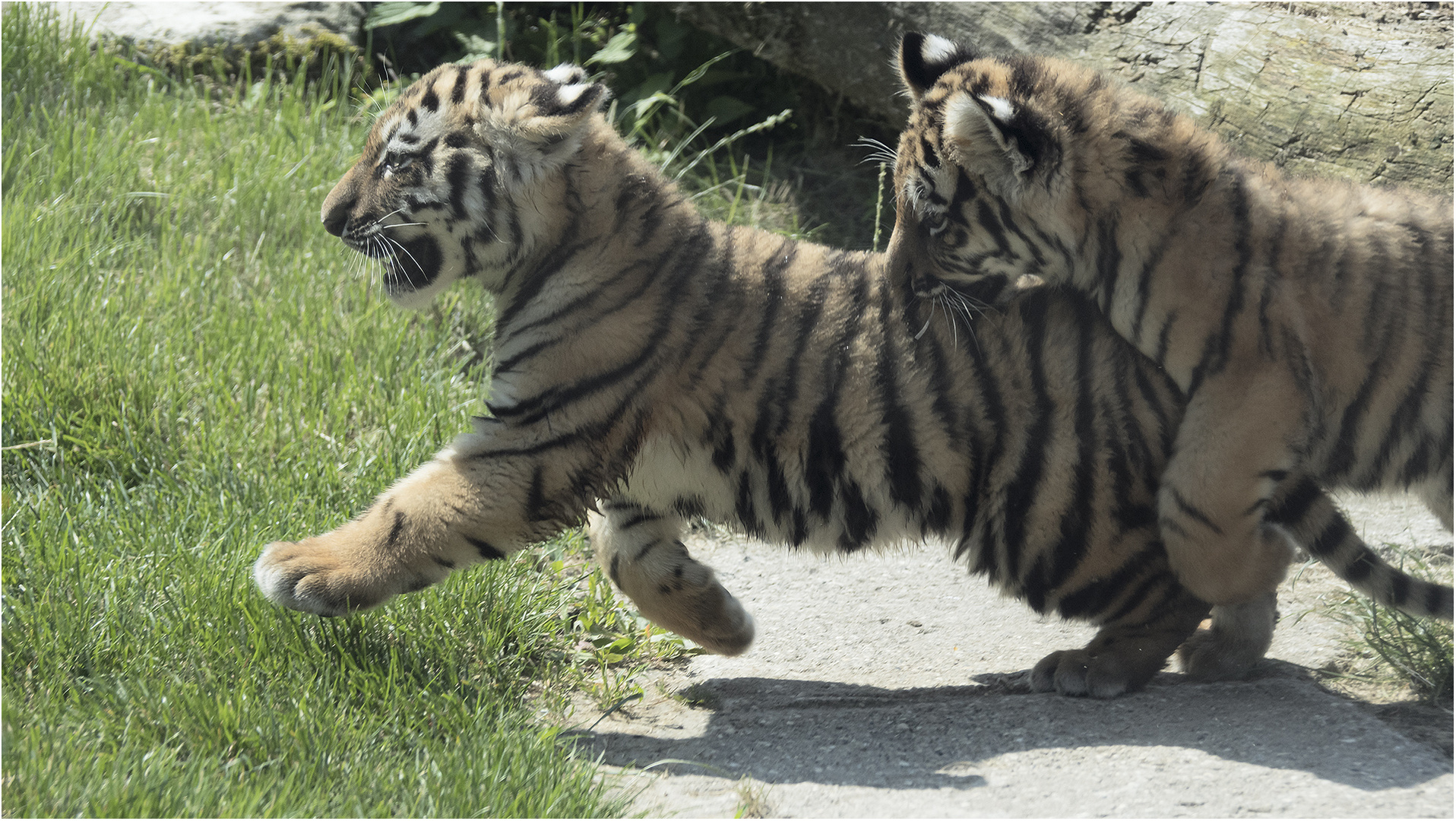 Sibirischer Tiger..... Foto & Bild | nature, natur, portrait Bilder auf ...