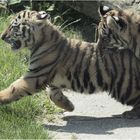 Sibirischer Tiger.....