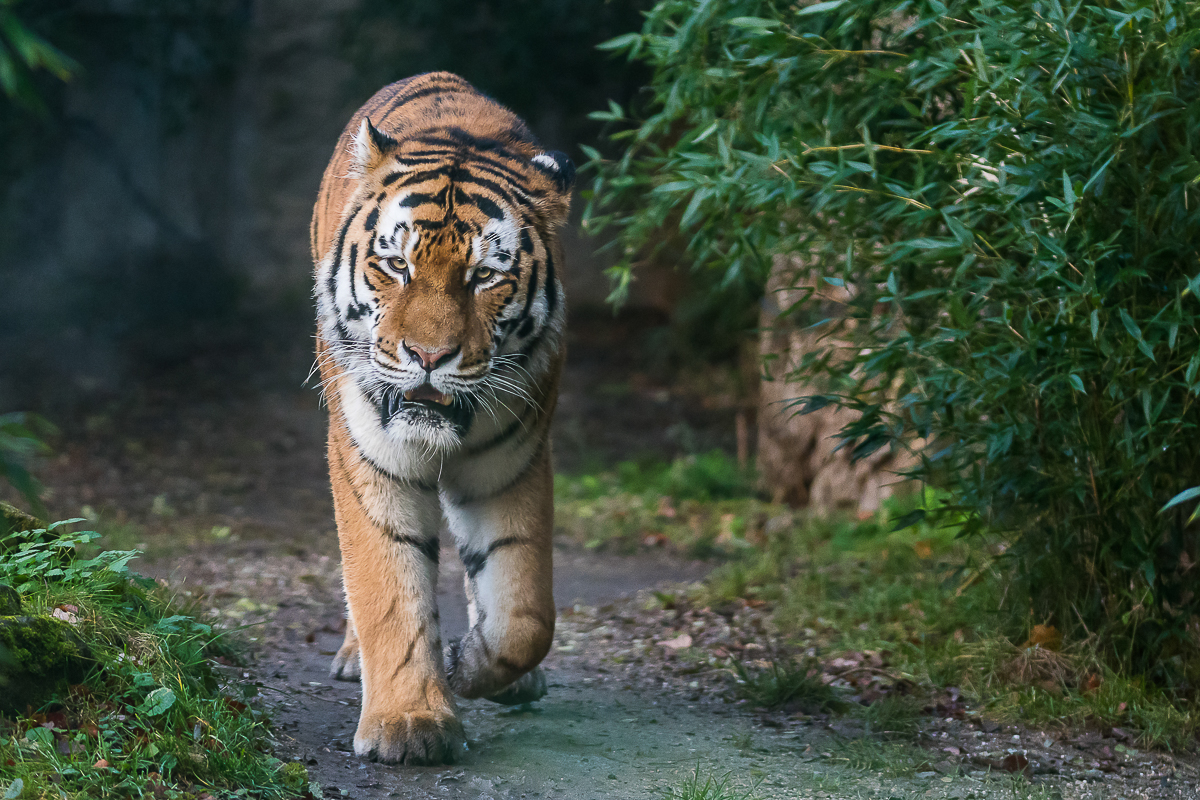 Sibirischer Tiger 