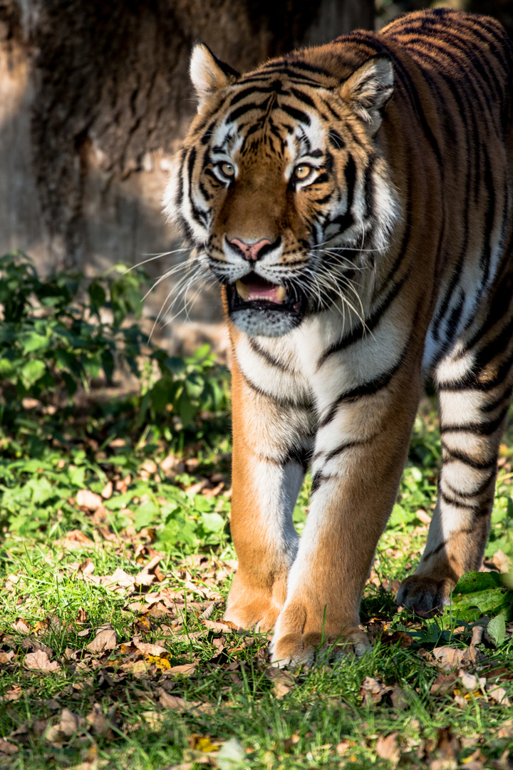 Sibirischer Tiger