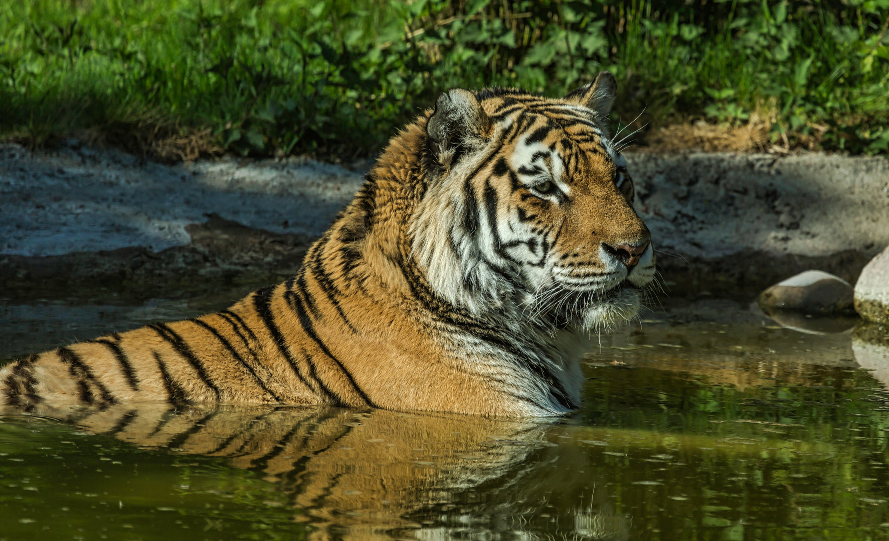 Sibirischer Tiger ALEX im Wasser 