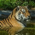 Sibirischer Tiger ALEX im Wasser 