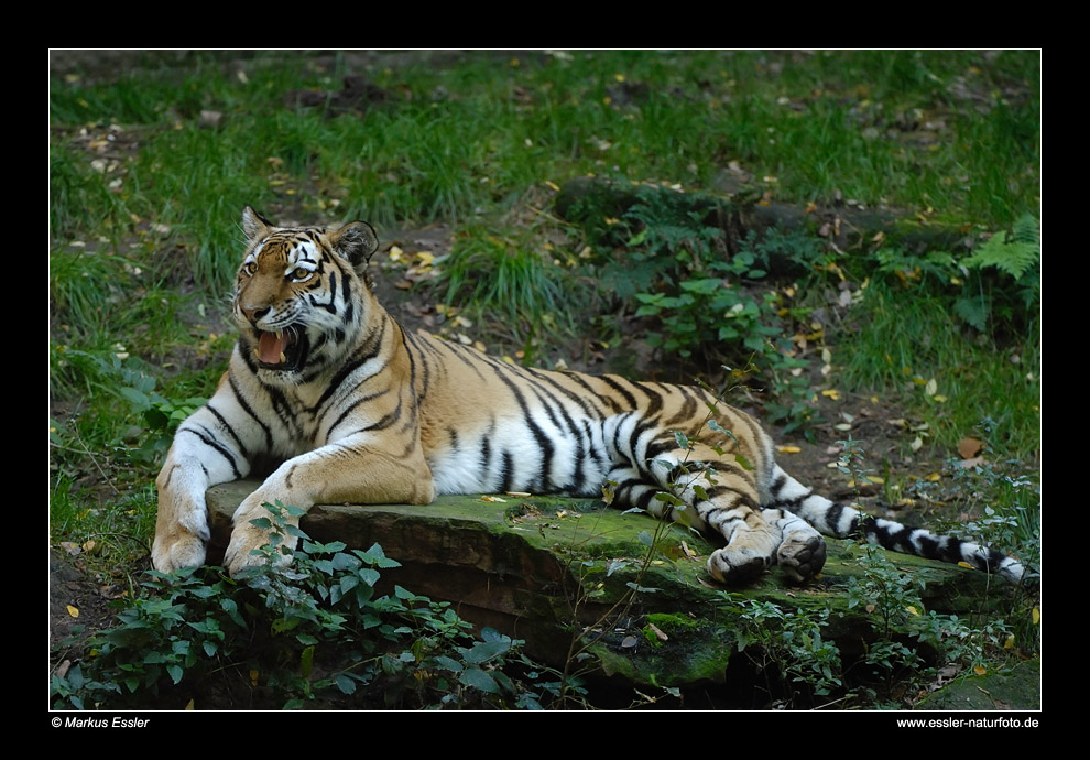 Sibirischer Tiger (Amurtiger) • Nürnberg, Deutschland (16-21687)
