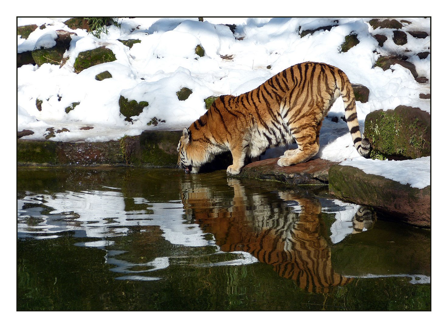 Sibirischer Tiger an der Tränke