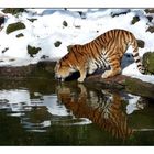 Sibirischer Tiger an der Tränke