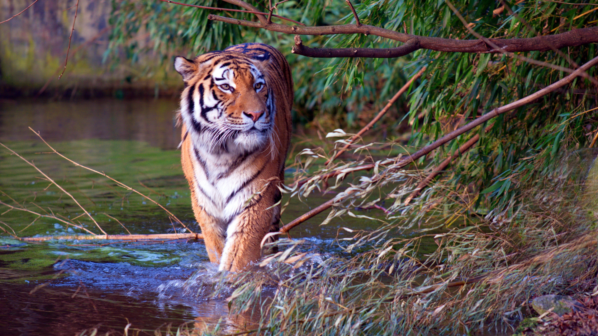 Sibirischer Tiger auf der Jagd