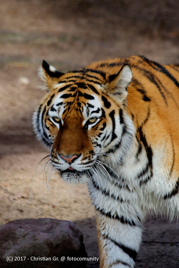 Sibirischer Tiger "Auge um Auge"