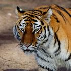 Sibirischer Tiger "Auge um Auge"