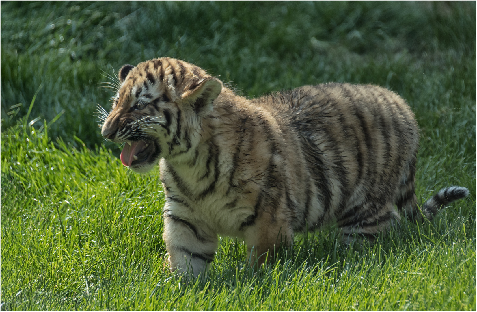 Sibirischer Tiger.....