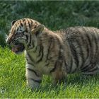 Sibirischer Tiger.....