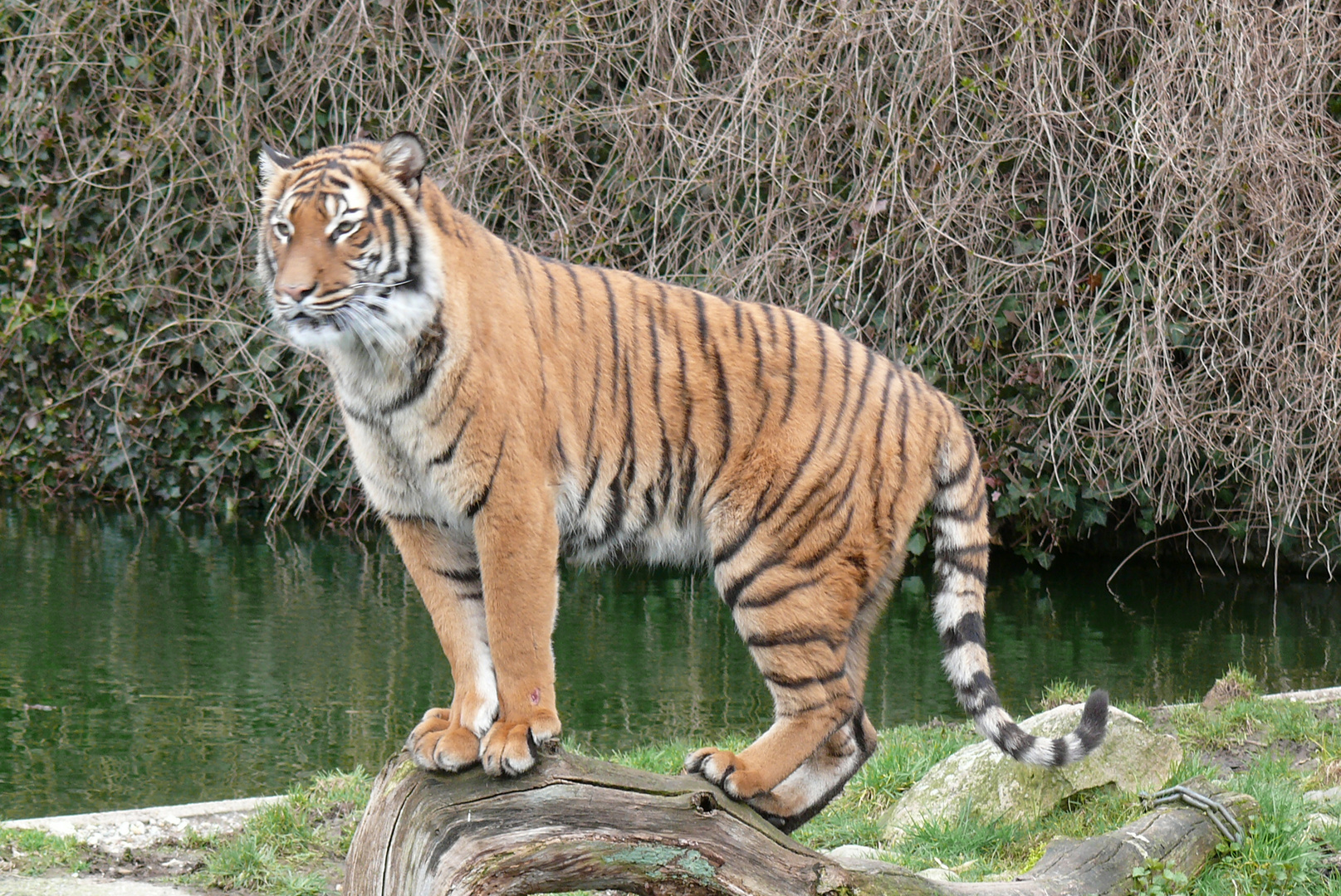 Sibirischer Tiger