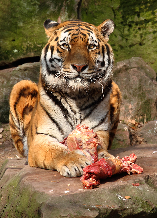 Sibirischer Tiger, der bestimmt nicht teilen will - oder?