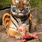 Sibirischer Tiger, der bestimmt nicht teilen will - oder?