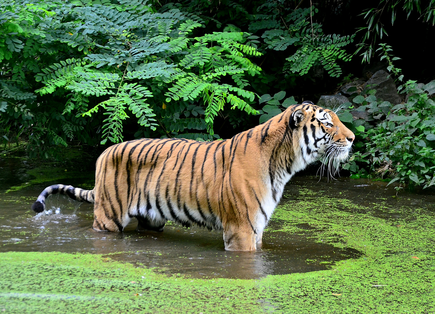 Sibirischer Tiger - Duisburger Zoo 2