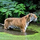 Sibirischer Tiger - Duisburger Zoo 2