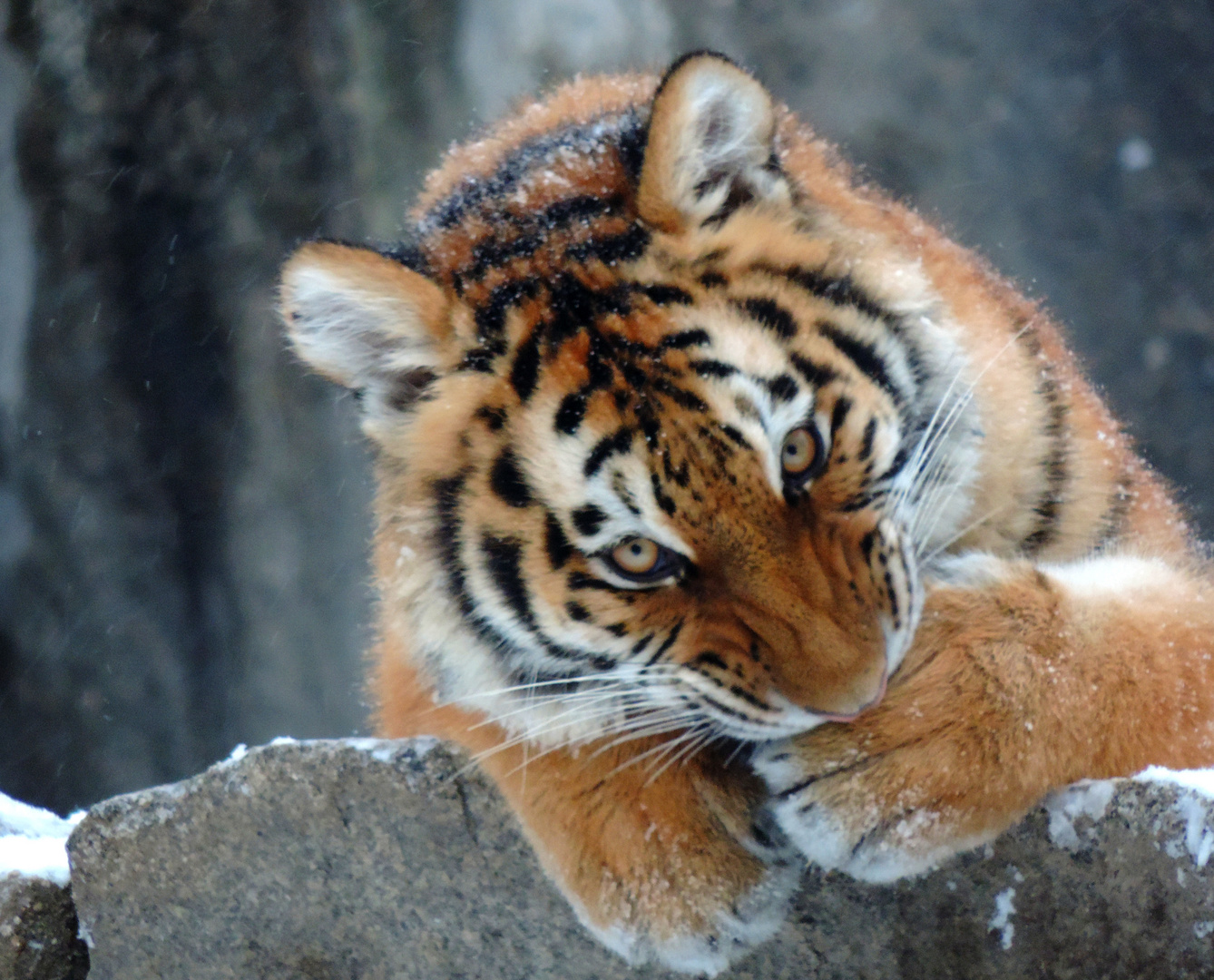 Sibirischer Tiger erster Winter