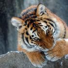 Sibirischer Tiger erster Winter