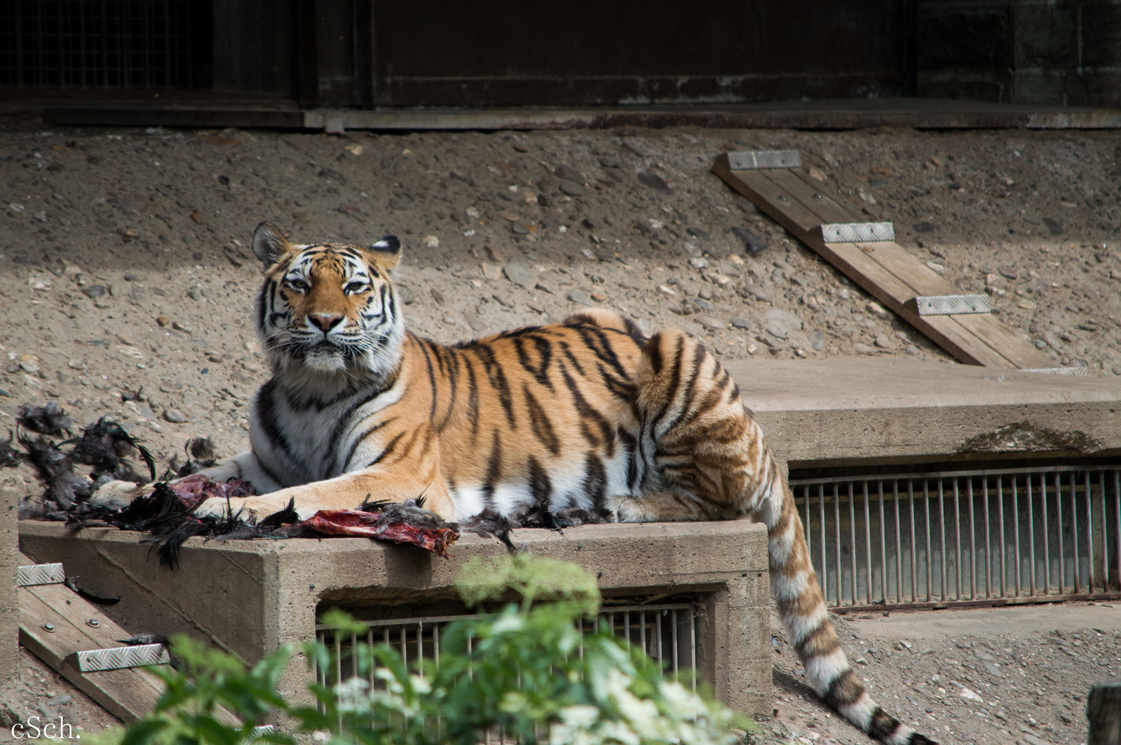 Sibirischer Tiger